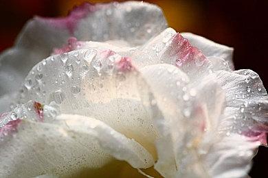 《无主之地4》Switch 2版将不支持分屏模式游戏